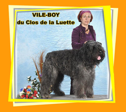 Bouvier des Flandres photo  -  Elevage du Clos de la Luette - Copyright dpos