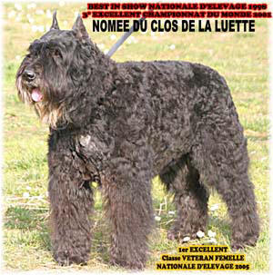 Bouvier des Flandres photo  -  Elevage du Clos de la Luette - Copyright dpos