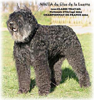 Bouvier des Flandres photo  -  Elevage du Clos de la Luette - Copyright dpos