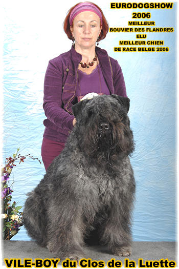 Bouvier des Flandres photo  -  Elevage du Clos de la Luette - Copyright dpos