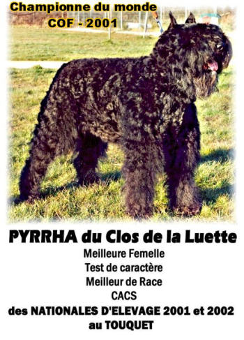 Bouvier des Flandres photo  -  Elevage du Clos de la Luette - Copyright dpos