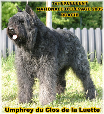 Bouvier des Flandres photo  -  Elevage du Clos de la Luette - Copyright dpos