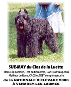 Bouvier des Flandres photo  -  Elevage du Clos de la Luette - Copyright dpos