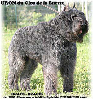 Bouvier des Flandres photo  -  Elevage du Clos de la Luette - Copyright dpos