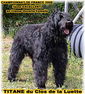 Bouvier des Flandres photo  -  Elevage du Clos de la Luette - Copyright dpos