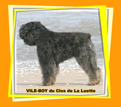 Bouvier des Flandres photo  -  Elevage du Clos de la Luette - Copyright dpos