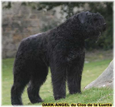 Bouvier des Flandres photo  -  Elevage du Clos de la Luette - Copyright dpos