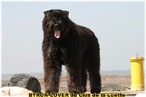 Bouvier des Flandres photo  -  Elevage du Clos de la Luette - Copyright dpos