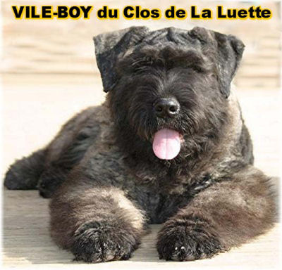 Bouvier des Flandres photo  -  Elevage du Clos de la Luette - Copyright dpos