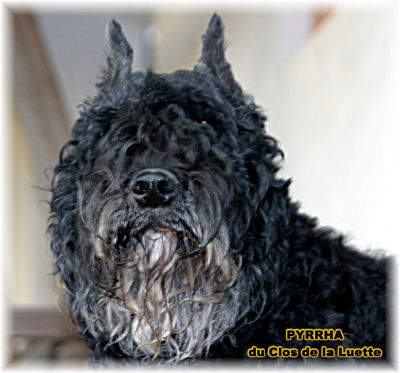 Bouvier des Flandres photo  -  Elevage du Clos de la Luette - Copyright dpos