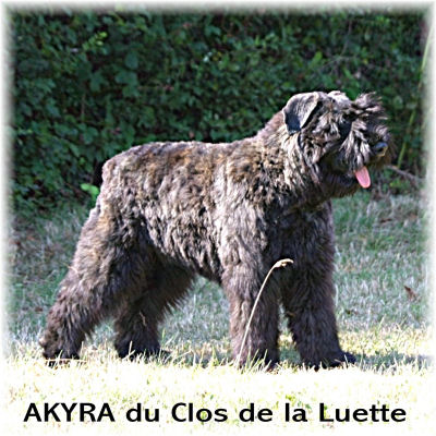 Bouvier des Flandres photo  -  Elevage du Clos de la Luette - Copyright dpos