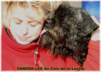 Bouvier des Flandres photo  -  Elevage du Clos de la Luette - Copyright dpos