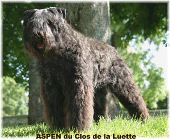 Bouvier des Flandres photo  -  Elevage du Clos de la Luette - Copyright dpos