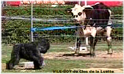 Bouvier des Flandres photo  -  Elevage du Clos de la Luette - Copyright dpos