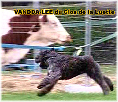 Bouvier des Flandres photo  -  Elevage du Clos de la Luette - Copyright dpos