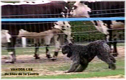 Bouvier des Flandres photo  -  Elevage du Clos de la Luette - Copyright dpos