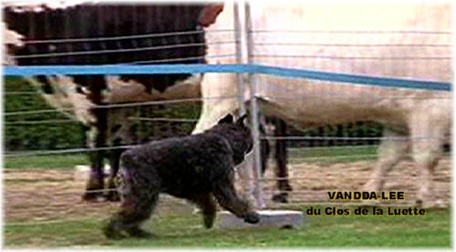 Bouvier des Flandres photo  -  Elevage du Clos de la Luette - Copyright dpos