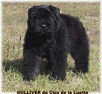 Bouvier des Flandres chiot photo  -  Elevage du Clos de la Luette - Copyright depose