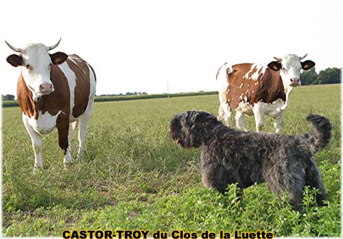 Bouvier des Flandres photo  -  Elevage du Clos de la Luette - Copyright dpos