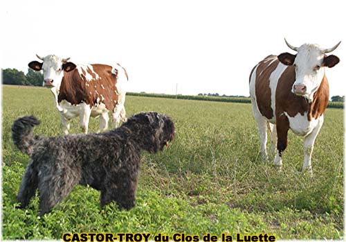 Bouvier des Flandres photo  -  Elevage du Clos de la Luette - Copyright dpos