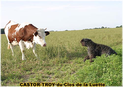 Bouvier des Flandres photo  -  Elevage du Clos de la Luette - Copyright dpos