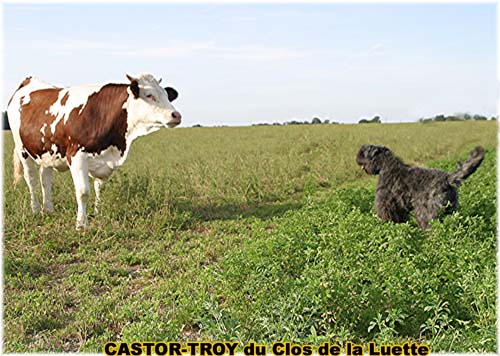 Bouvier des Flandres photo  -  Elevage du Clos de la Luette - Copyright dpos