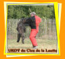 Bouvier des Flandres et travail Ring - Mondioring - Campagne