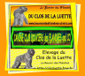 Liens Bouvier des Flandres