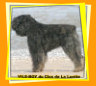 Standard Bouvier des Flandres