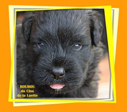 Bouvier des Flandres chiot photo  -  Elevage du Clos de la Luette - Copyright depose