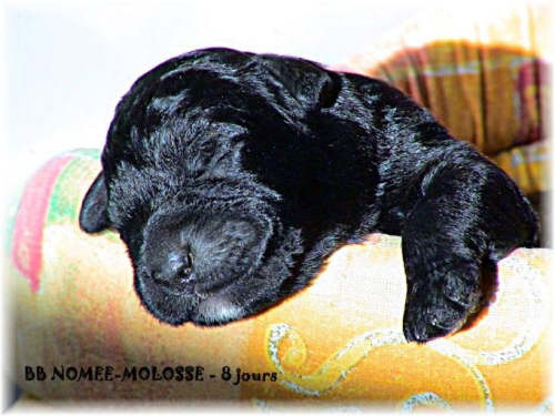 Bouvier des Flandres chiot photo  -  Elevage du Clos de la Luette - Copyright depose