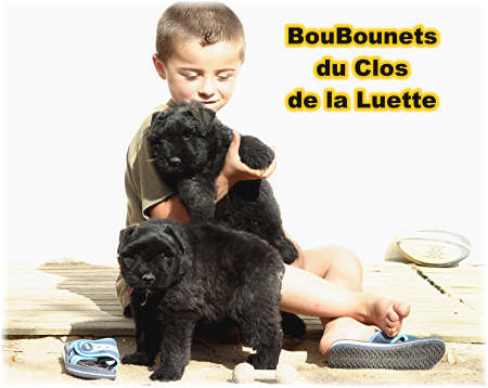 Bouvier des Flandres chiot photo  -  Elevage du Clos de la Luette Bouvier des Flandres chiot photo  -  Elevage du Clos de la Luette - Copyright depose