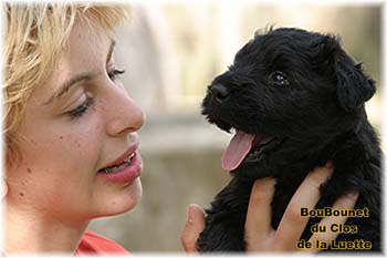 Bouvier des Flandres chiot photo  -  Elevage du Clos de la Luette - Copyright depose