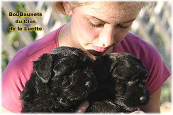 Bouvier des Flandres chiot photo  -  Elevage du Clos de la Luette - Copyright depose