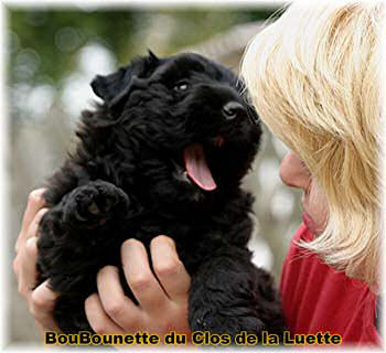 Bouvier des Flandres chiot photo  -  Elevage du Clos de la Luette - Copyright depose