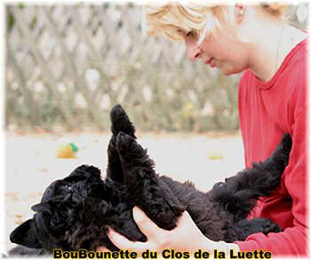 Bouvier des Flandres chiot photo  -  Elevage du Clos de la Luette - Copyright depose